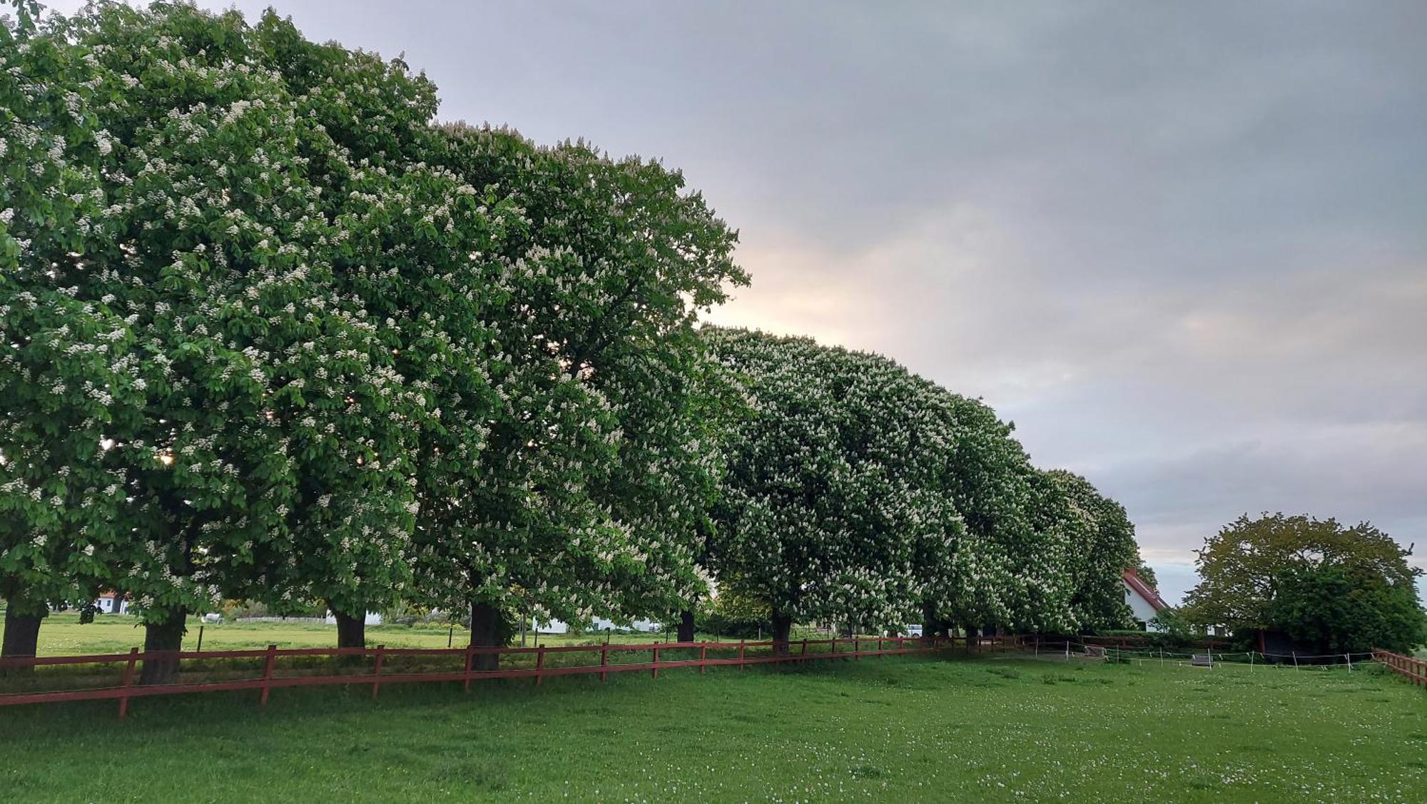 Lantligt Och Lugnt Boende Naera Natur Och Stad Svedala Bagian luar foto